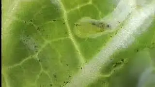 ナモグリバエ幼虫の摂食　Chromatomyia horticola