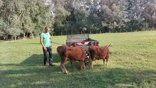 Marha képzés 2 (járomba fogás)