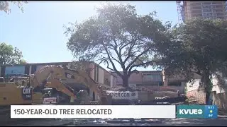 KVUE: 150-Year-Old Tree Relocated