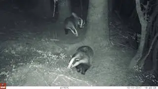 Badgers in Doonane Forest, Co Tipperary