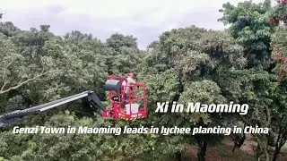 Genzi Town in Maoming leads in lychee planting in China
