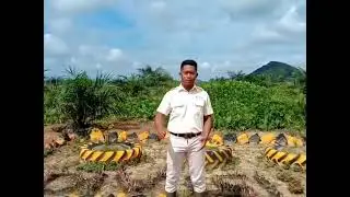 Testimoni Alumni Fakultas Pertanian Universitas Islam Malang di PT  Austindo Nusantara Jaya Tbk.