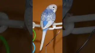 A spangle Budgie