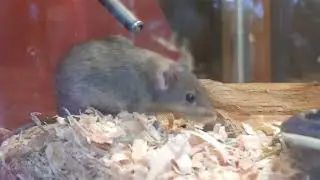 Mouse (Mus musculus)