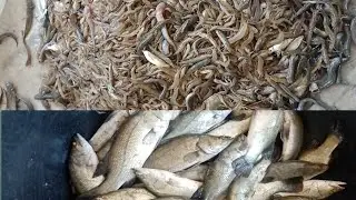 Fishing Video | jingha Fishin Video | Barramunda Fishing Video |