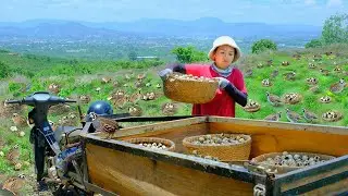 Harvest Quail Eggs To Sell At The Market, Cook, Start Seedlings, Plant Crops, Care For Animals
