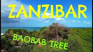 BAOBAB TREE ZANZIBAR