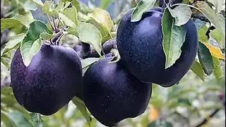 Самое дорогое яблоко в мире: Black Diamond Apple