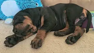 What do puppies DREAM about?  3 week Black & Tan Coonhound in active sleep mode