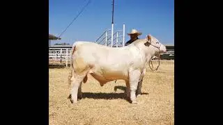 Gen&eacute;tica Charolais