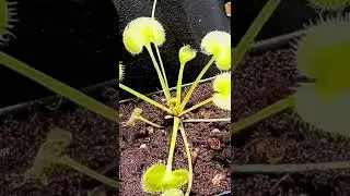 Drosera prolifera timelapse carnivorous plant