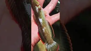 Rejeki Gak Kamana‼️ Mancing Channa Limbata Babon #short #fishing