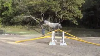 Carthago x Argentinus x Ramiro Z x Grannus bloodline - Horse for sale