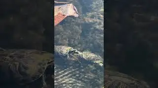 🌿 3 Hours of Peaceful Wetland Walking | Natural Sounds | Relaxing Nature Ambience 🌿