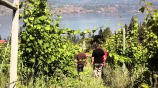 BC Winegrowers Series - Summerhill Pyramid Winery
