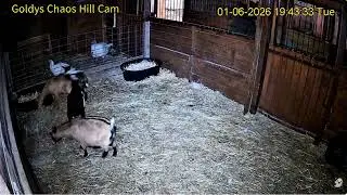 Goldy'sCH736-801pm;736pm Nick hay bag Goats/Janine takes it puts down hay;Nick water 2Turkeys 162026