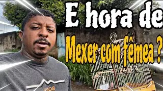 QUANDO E COMO MEXER COM FÊMEA COM UM COLEIRO OU PAPA CAPIM QUE FICOU TRAVADO ? @manotom 