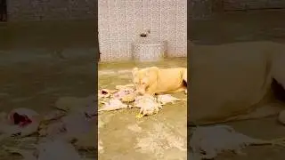 Lioness attack on chicken (mian saqib)