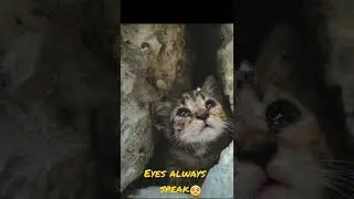 Emotional Cat Video Don't Forget to Watch #shorts