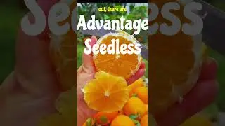 Advantage Seedless Fruit #parthenocarpy #neetl #diseasefree #seedlessfruits #healthyfruits#longlife