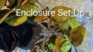 Enclosure Set-Up for Heteroscodra Maculata AKA Togo Starburst Baboon Tarantula