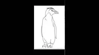 How to draw Macaroni Penguin