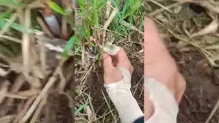ketika nemuin jamur legendaris yang luar biasa, bisa meningkatkan kultivadi #semuaorang #viralvideo