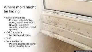 Understanding the Impact of Mold on Health