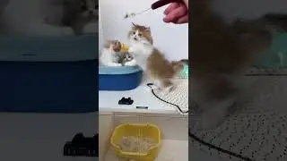 Adorable Kitten at Pet Store &ndash; Watch Full Livestream for Setup Tips & Breed Showcase!