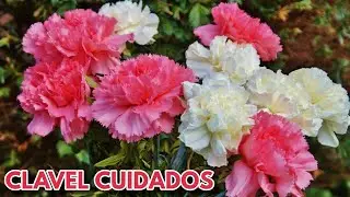 como cuidar el clavel flor chuyito jardinero