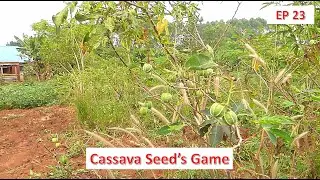 African Cassava Game Atutula AC&N Episode 23