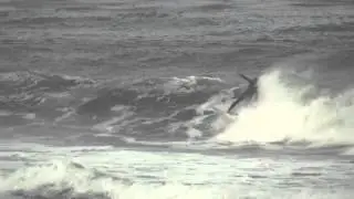 Zen 5'6 Doublewide