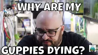 👀Why Are My Guppies Dying? 👀