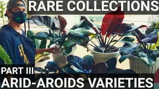 PHILODENDRON VARIETIES FEAT. THE MOST EXPENSIVE PLANT AT THE EXPO