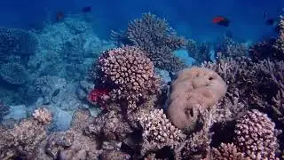 Hausriff Arabia Azur Resort Hurghada
