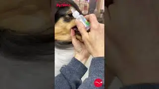 PETMALL | TROPICLEAN - How to use: Tropiclean Clean Teeth Gel!!!