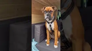 2 Months to One Year boxer dog transformation #transformation #boxerdog #boxerlover #shots #feed