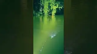 GIANT CATFISH STRIKES TOP WATER !!! #like #catfishing #catfish #catfish_video #fishing #bassfishing