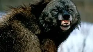 Wolves Mirror Human Behavior