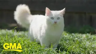 Woman spends $25K to clone her cat l GMA