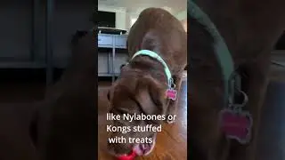 How to Stop Your Dog From Chewing | Pet Butler Vet Advice