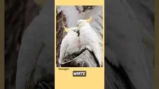 How Many Cockatoos Exist? 🤔 #didyouknow #birdfacts #cockatoo #parrotlover