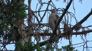 Cooper's Hawk Nesting Pair at Lake Chabot May 13 to June 04, 2025