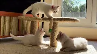 3 White Kitties Playing With Feather