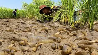 Wow! Real Fishing video 2023 fisherman catch fish from dry mud of rice field | Unique mud fishing