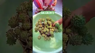 Beginner Succulent Plants: Easy Care Tips to Grow Thriving Succulents | 다육이 | 多肉植物