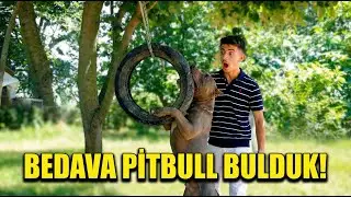 ORMANDA BEDAVA PİTBULL BULDUK !! (sahiplendik)