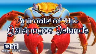 Wildlife of the GALAPAGOS ISLANDS | Mini Documentary | Animals | Scenery | Ecuador | UltraHD