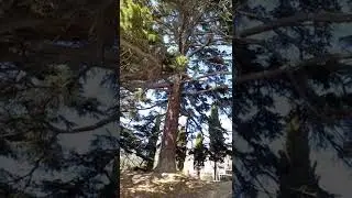 Огромный кедр в Симеизе. Крым. 21.03.2022.
