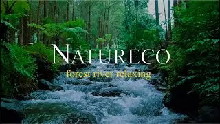 Forest Ambience, Water Sounds, ASMR